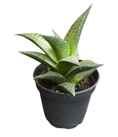 2" Haworthia Limifolia